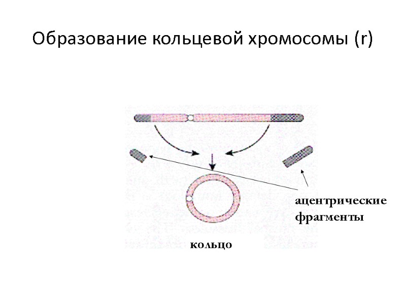 Образование кольцевой хромосомы (r) кольцо ацентрические фрагменты